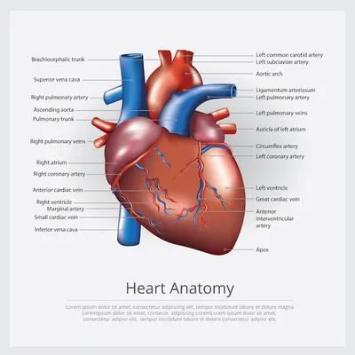 Сердце человека в разрезе | Наша Чудесная Планета: Наука и факты |  Фотострана | Пост №995065598