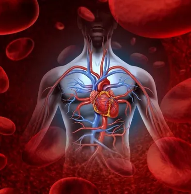 Сердце Человека На Медицинское Исследование — стоковые фотографии и другие  картинки Анатомия - Анатомия, Сердце человека, Рентгеновский снимок - iStock