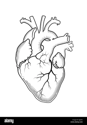 Сердце человека» — создано в Шедевруме