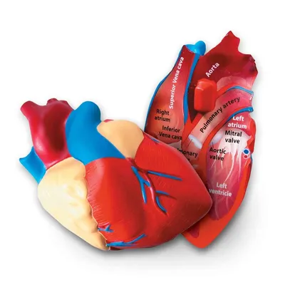 Жизнь в груди: 13 фактов о сердце. А вы их знали?