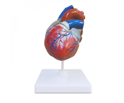 Вид Спереди Человеческого Сердца — стоковые фотографии и другие картинки Сердце  человека - Сердце человека, Сердце, Внутренний орган - iStock