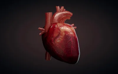 Купить картину Сердце человека на стену от 530 руб. в DasArt
