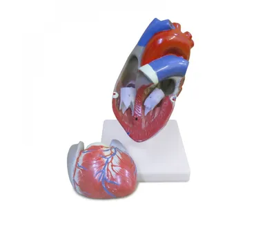 Файл 3D Сердце человека 🎨・Шаблон для загрузки и 3D-печати・Cults