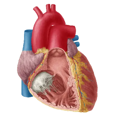 Сердце пнг картинки, скачать 300000+ Сердце PNG рисунок с прозрачным фоном