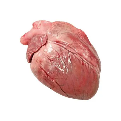 Сердце от рук стоковое фото. изображение насчитывающей романтично - 12829848