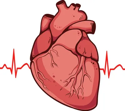 Сердце - удивительный орган. | Обо Всем | Дзен