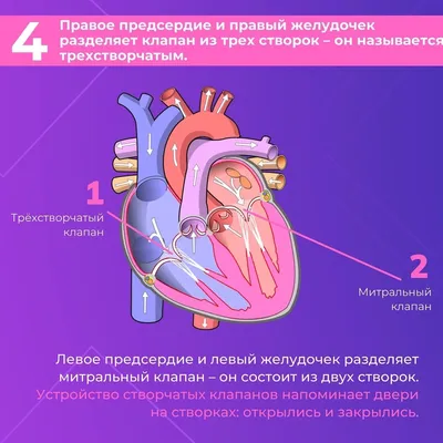 Сердце: Таинственный орган, который бьется в ритме жизни - 10 удивительных  медицинских фактов | Жизнь и Здоровье | Дзен