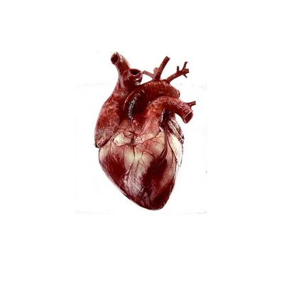 Орган сердце в стеклянном куполе, …» — создано в Шедевруме