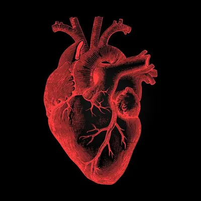 Сердце человека — Википедия