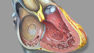 Human Organs Heart Red Human PNG , человеческие органы, сердце, красный PNG  картинки и пнг PSD рисунок для бесплатной загрузки
