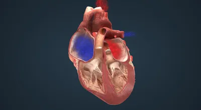 Здоровое Сердце Внутренний Человеческий Орган Иллюстрация — стоковая  векторная графика и другие изображения на тему Сердце человека - iStock