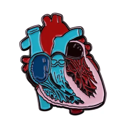 Наши удивительные органы (часть 2): ритм жизни или 10 фактов о сердце |  Загадка Дыры | Дзен