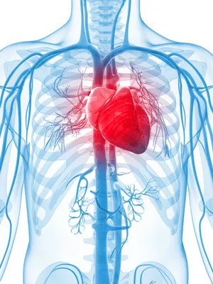 Сердце - орган, который отвечает за жизнь и здоровье всего организма» —  создано в Шедевруме