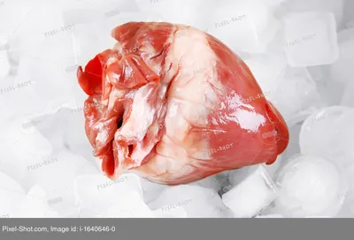 Внутренние органы - сердце стоковое фото ©Spectral 24842277