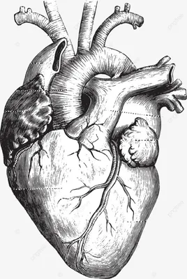 Симфония органов. Ученые обнаружили прочную связь между нашим мозгом и  сердцем. Читайте на UKR.NET