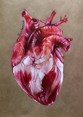 карикатура на человеческие органы сердце человеческая анатомия здоровая  карикатура на органы сердца Иллюстрация вектора - иллюстрации насчитывающей  блоком, анархиста: 275947780