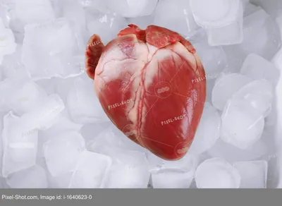 Орган сердца со льдом крупным планом :: Стоковая фотография :: Pixel-Shot  Studio