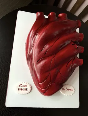 сердце человека PNG , вены, хрящ, орган PNG картинки и пнг рисунок для  бесплатной загрузки