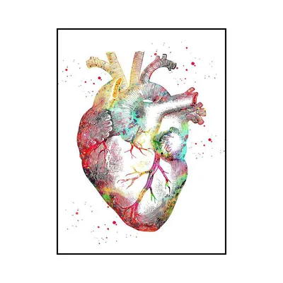 Человеческое Сердце Орган Который Качает Кровь Всему Телу Через Систему  стоковое фото ©My_box_pra 426362532