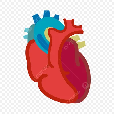 ❤ Сердце – важнейший орган нашего тела. От состояния сердечно-сосудистой  системы напрямую зависит здоровье и продолжительность жизни человека.  Беречь сердце необходимо смолоду.
