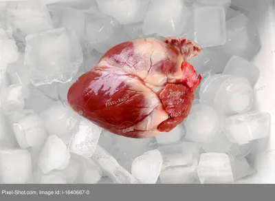 Человеческое сердце. Орган анатомического мышц человеческого органа крови  насосов разрез внутренний с сердечно-сосудистой системой Иллюстрация  вектора - иллюстрации насчитывающей циркуляция, мышечно: 214102066