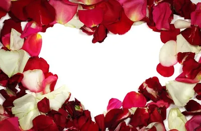 Красивое Сердце Из Красных Лепестков Роз, Изолированных На Белом  Фотография, картинки, изображения и сток-фотография без роялти. Image  27083113