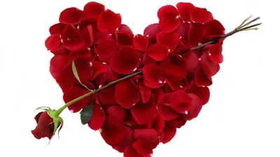 Сердце из лепестков роз | Премиум Фото