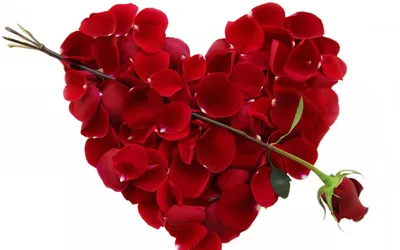Красивое Сердце Красных Лепестков Роз — стоковые фотографии и другие  картинки Без людей - Без людей, Белый, Белый фон - iStock