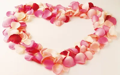 красный цветок розы с лепестками, сердце роза красный лепесток дня святого  валентина, лепестки роз и красные розы HD, любовь, цветок, роялти png |  PNGWing