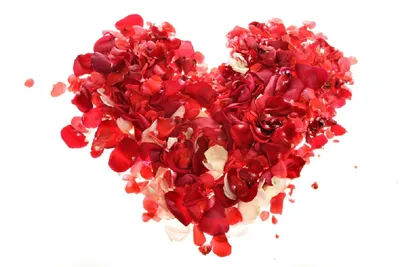 красный фон из лепестков роз, лепесток цветка, лепестки роз, любовь, текст,  фотография png | PNGWing