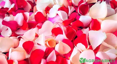 Сердце из красных лепестков розы. На белом фоне, 14 февраля. Stock Photo |  Adobe Stock