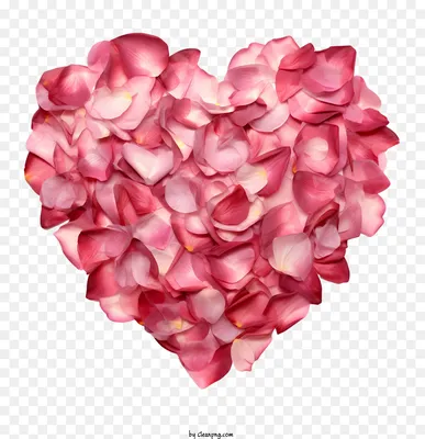 красные и розовые лепестки роз много иллюстрации, лепесток розы .xchng, лепесток  розы, любовь, фотография, сердце png | Klipartz