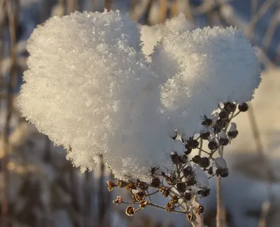 Замерзшее сердце на фоне зимней погоды холодное сердце посреди снега |  Премиум Фото