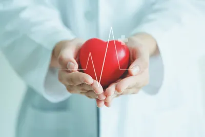 Российские ученые придумали способ продлить срок хранения донорского сердца  - Российская газета