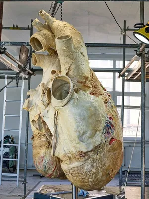 В канадском музее выставили сердце весом 200 кг - Индикатор