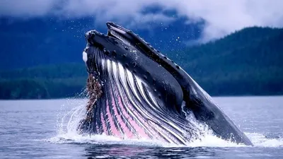 Сердце кита стоковое изображение. изображение насчитывающей китовидно -  96961949