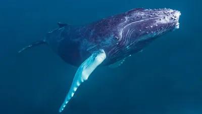 Почему сердцебиение китов так удивило ученых? - Hi-News.ru