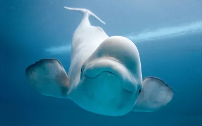 Сердце кита стоковое фото. изображение насчитывающей природа - 96962010