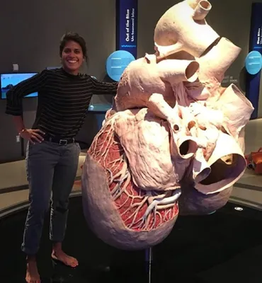 Это сердце синего кита | Пикабу