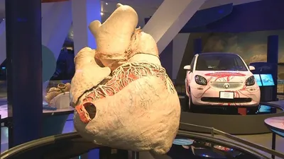 Самое большое сердце выставили в музее Торонто (новости) - YouTube