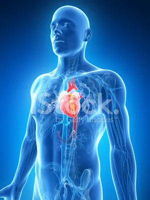 Анатомия сердца человека. Просто и доступно