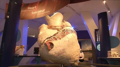 В канадском музее выставили огромное сердце кита - Turist