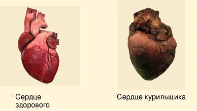 Сердце курящего человека фото фото