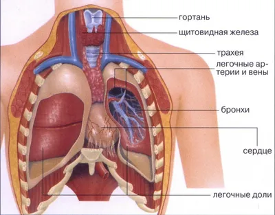 Как курение влияет на организм человека - Здравоохранение - Социальная  сфера - Бородинское сельское поселение