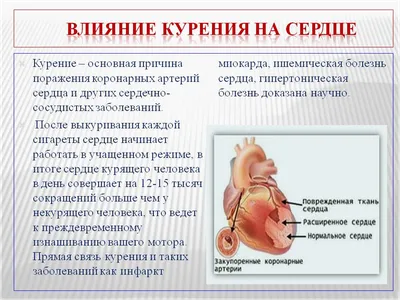 Что происходит с сердцем и сосудами во время курения? | Абакан  24|Новости|Информационный канал | Дзен