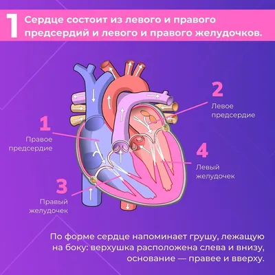 Интересные факты о строении сердца, сердечная нервная система (ICNS)