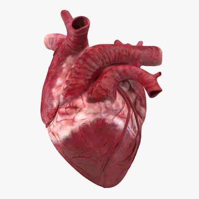 Может ли болеть сердце? | Блог о здоровье «Рэмси Диагностика»