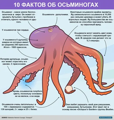 Выживет ли осьминог без одного из своих сердец? | Вокруг Света