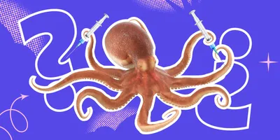 Гигантский осьминог: 3 сердца, голубая кровь, 9 мозгов. Образ жизни  крупнейшего осьминога! | Пикабу