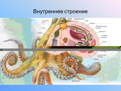 Знаете ли вы, почему у осьминогов голубая кровь? - Лайфхакер